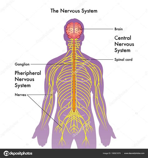 imágenes del sistema nervioso-4